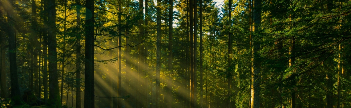 Šumarstvo i obrada drveta